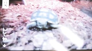 And grandpa raised for since childhood to the big turtle