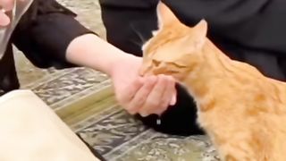 Mash Allah cute scene #cat