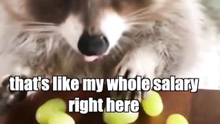 Raccoon vs Grapes