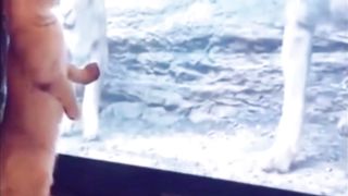 Falling Cat