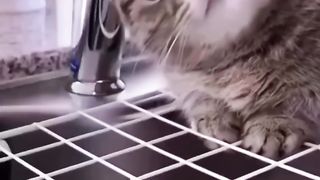 Best Funny Animal Videos OfF The 2023 - Funniest Cats And Dogs Vidio