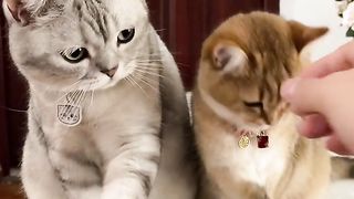 The world of cats is very simple