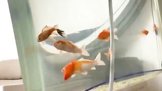 Funnyvideo 9