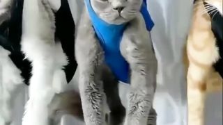 funny cat moment 4