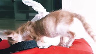 Funny cat 175