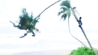 Panjat kelapa