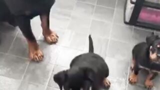 Rottie Puppy