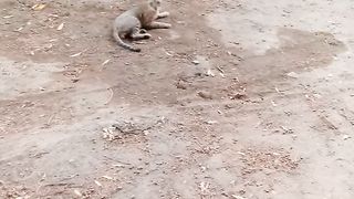 2 funny cats 2