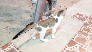 Cute funny tabby kitten