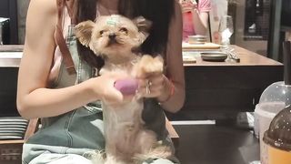 Dogs playing 2