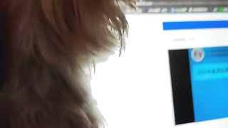 dog funny 2