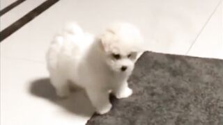 Cute Little Dog 2