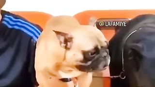 Qui est le plus fort