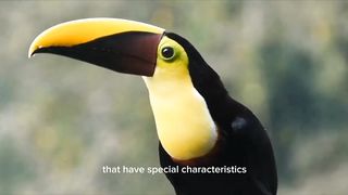 the most beautiful bird and the best sound #shorts #bird #sound