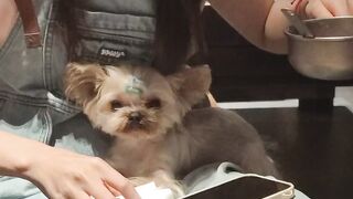 dog dog M