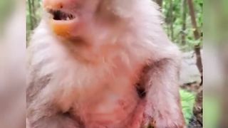 funny monkeys 2