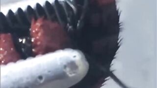 VELVET ANT|THE COW KILLER