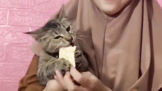 cute cat eats tempeh