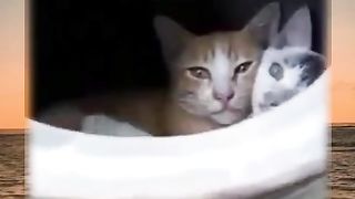funny cat moment 5