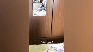 The cutest cats and dogs