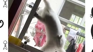 funny cat moment 6