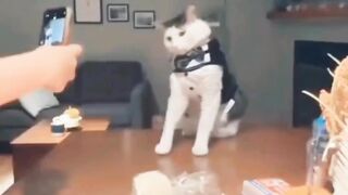 funny cat moment 7