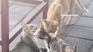 happy cat family