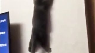 Jumpy Cats