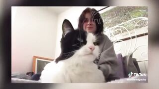 BEST DANK CAT MEMES COMPILATION OF TIKTOK - PART 1