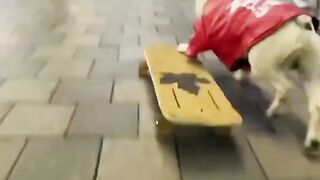 Unimaginable sports genius dog