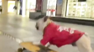 Unimaginable sports genius dog 2