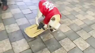 Unimaginable sports genius dog 4