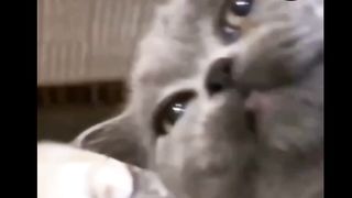 funny cat moment 8