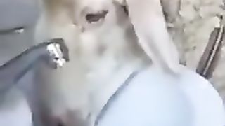 Funny sheep video