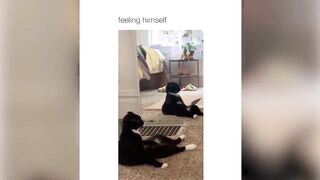 BEST DANK CAT MEMES COMPILATION OF TIKTOK - PART 2