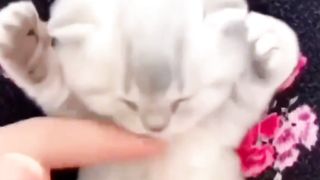 funny cat moment 9