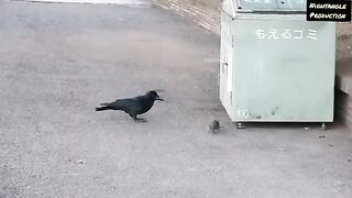 Strange game between a crow and a mouse