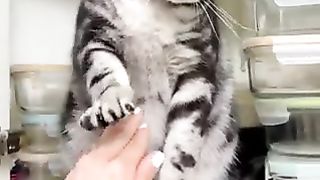 A cat I really don't want to lose.
