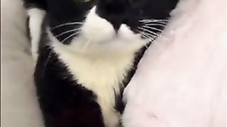 Spoiled food cat