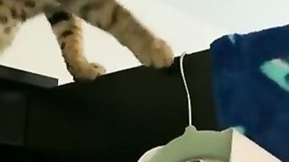 Harassing cats