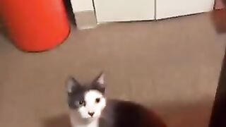 Cats attacking beverages