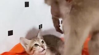 Monkey went to play with kittens very much