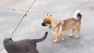 Dogs that cheat when seen by cats.