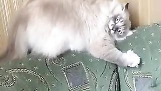 Dancing cat on the sofa