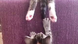 Kitten wanting to touch a sleeping kitten