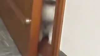 Cat waiting for food