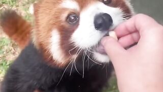 The little panda is so cute
