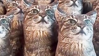 Army of Cats