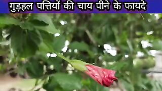 गुड़हल पत्तियों और फूल के फायदे और नुकसान