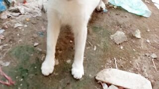 Its so beautiful cat to watch